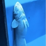 水槽のかべにくっつくナガコバン＝富山県魚津市の魚津水族館