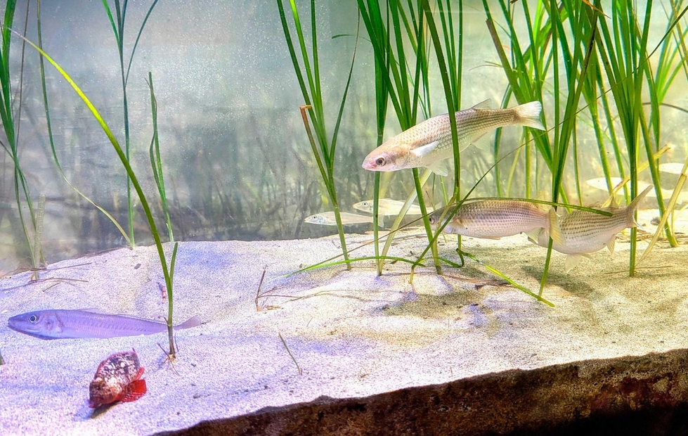 生き物大好き＞(278)アマモ場 底砂たっぷり、長く育てる|まなびー