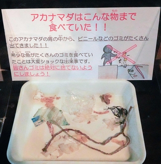 【左】アカナマダの標本【右】アカナマダの胃から出てきたごみ＝いずれも富山県魚津市の魚津水族館