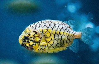 マツカサウオ（富山県魚津市の魚津水族館提供）