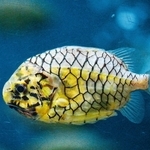 マツカサウオ（富山県魚津市の魚津水族館提供）