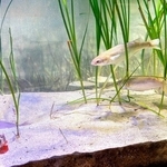 生き物大好き＞(278)アマモ場 底砂たっぷり、長く育てる|まなびー