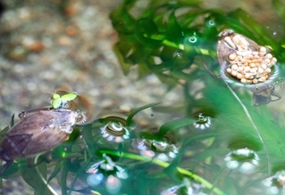 ２匹のコオイムシ。左下の方は卵をのせていない＝富山県魚津市の魚津水族館