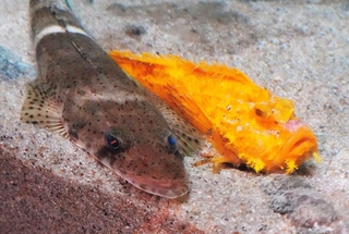 金色のオニオコゼ。左はイネゴチ＝富山県魚津市の魚津水族館