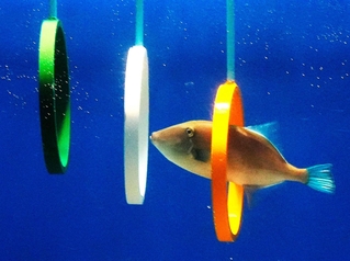 ３本の輪をくぐるウマヅラハギのウーちゃん＝富山県魚津市の魚津水族館