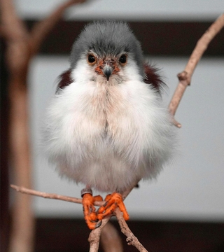 ピグミーファルコン。ガラスごしに目が合った＝静岡県掛川市の掛川花鳥園