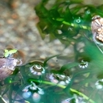 ２匹のコオイムシ。左下の方は卵をのせていない＝富山県魚津市の魚津水族館