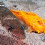 金色のオニオコゼ。左はイネゴチ＝富山県魚津市の魚津水族館