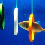 ３本の輪をくぐるウマヅラハギのウーちゃん＝富山県魚津市の魚津水族館