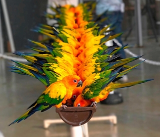両側からえさをついばむコガネメキシコインコ＝静岡県掛川市の掛川花鳥園