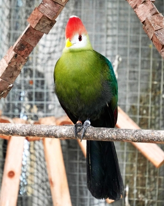 こちらをじっと見るアカガシラエボシドリ＝静岡県掛川市の掛川花鳥園