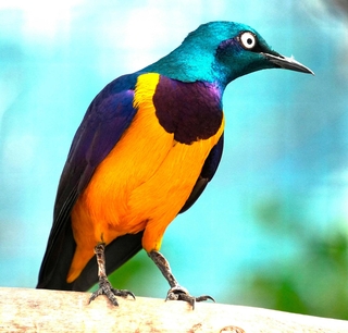 生きもの大好き＞(285)キンムネオナガテリムク 金属のように光る鳥