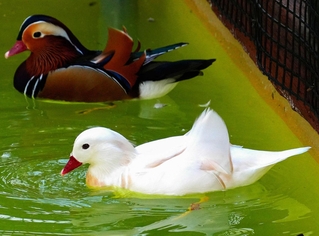 オシドリ。手前が白変種＝静岡県掛川市の掛川花鳥園