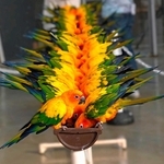 両側からえさをついばむコガネメキシコインコ＝静岡県掛川市の掛川花鳥園