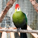 こちらをじっと見るアカガシラエボシドリ＝静岡県掛川市の掛川花鳥園