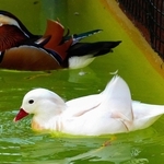 オシドリ。手前が白変種＝静岡県掛川市の掛川花鳥園