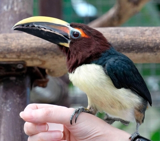 人の手に乗るキムネチュウハシのメス＝静岡県掛川市の掛川花鳥園