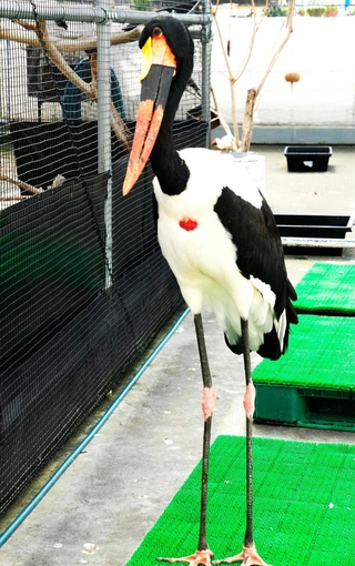 クラハシコウ。むねに赤いマークがある＝静岡県掛川市の掛川花鳥園