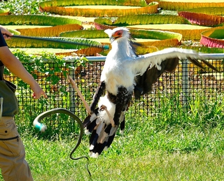 ゴムのヘビにとびげりするヘビクイワシ＝静岡県掛川市の掛川花鳥園