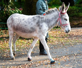 散歩中に向きを変えようとするロバ＝東京・羽村市動物公園
