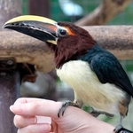 人の手に乗るキムネチュウハシのメス＝静岡県掛川市の掛川花鳥園