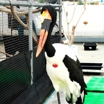 クラハシコウ。むねに赤いマークがある＝静岡県掛川市の掛川花鳥園