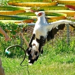 ゴムのヘビにとびげりするヘビクイワシ＝静岡県掛川市の掛川花鳥園