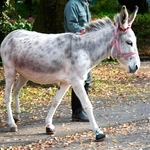 散歩中に向きを変えようとするロバ＝東京・羽村市動物公園