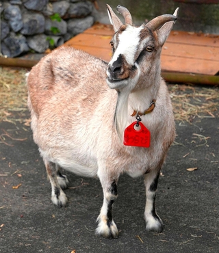 トカラ系のヤギ「わらび」＝東京都羽村市の羽村市動物公園