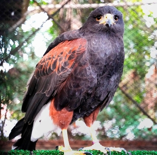こちらを見るモモアカノスリ＝東京・羽村市動物公園