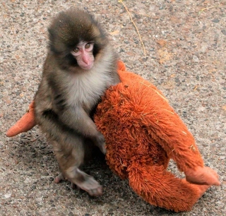 母親代わりのオランウータンのぬいぐるみを抱くパンチ＝１月２０日（市川市動植物園提供）