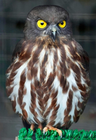 正面を向くアオバズク＝東京・羽村市動物公園