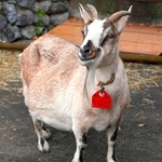トカラ系のヤギ「わらび」＝東京都羽村市の羽村市動物公園