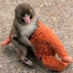 母親代わりのオランウータンのぬいぐるみを抱くパンチ＝１月２０日（市川市動植物園提供）