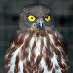 正面を向くアオバズク＝東京・羽村市動物公園