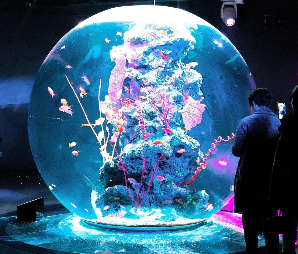 生きもの大好き＞(295)球体水槽 水族館と芸術がとけ合う|まなびー