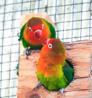巣箱のあなから出てきたルリゴシボタンインコ（下）＝東京・羽村市動物公園