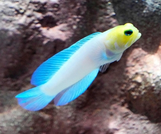 泳ぎ出すイエローヘッドジョーフィッシュ＝神戸市の水族館、アトア