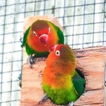 巣箱のあなから出てきたルリゴシボタンインコ（下）＝東京・羽村市動物公園