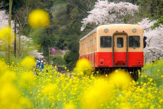 小湊鉄道の車両。季節ごとに変わる風景も楽しむポイントの一つ＝２０１６年４月、千葉県内（小湊鉄道提供）