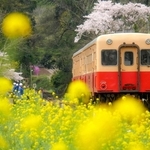 小湊鉄道の車両。季節ごとに変わる風景も楽しむポイントの一つ＝２０１６年４月、千葉県内（小湊鉄道提供）