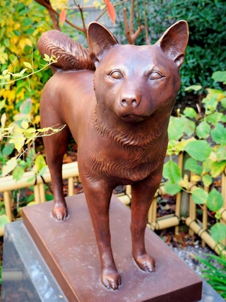 どうぞう！見て知って＞(106)元犬（東京都台東区） 人間に変身した