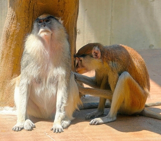 毛づくろいするパタスモンキー＝愛知県豊橋市の豊橋総合動植物公園