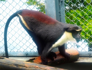 ダイアナモンキー。しっぽが長い＝愛知県豊橋市の豊橋総合動植物公園