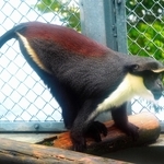 ダイアナモンキー。しっぽが長い＝愛知県豊橋市の豊橋総合動植物公園
