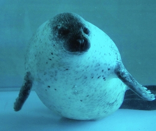 丸っこい体のゴマフアザラシ＝愛知県豊橋市の豊橋総合動植物公園