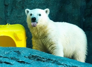 ホッキョクグマのモモ太。まだあどけない感じだ＝秋田県男鹿市の男鹿水族館ＧＡＯ