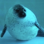 丸っこい体のゴマフアザラシ＝愛知県豊橋市の豊橋総合動植物公園