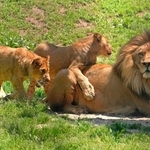 お父さんライオンと子どもたち＝愛知県豊橋市の豊橋総合動植物公園
