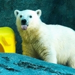 ホッキョクグマのモモ太。まだあどけない感じだ＝秋田県男鹿市の男鹿水族館ＧＡＯ